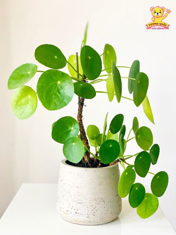 Quà tặng thiên nhiên - Chậu cây cảnh mini