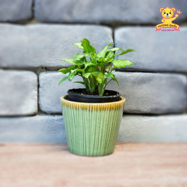 Tặng chậu cây mini